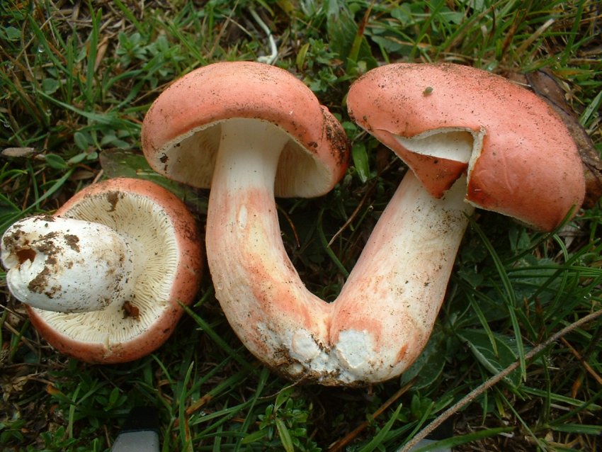 russula da determinare
